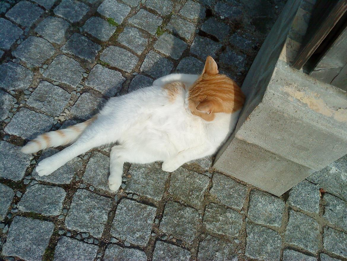 Huskat rasmus billede 10