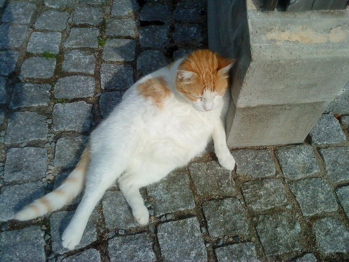 Huskat rasmus billede 11