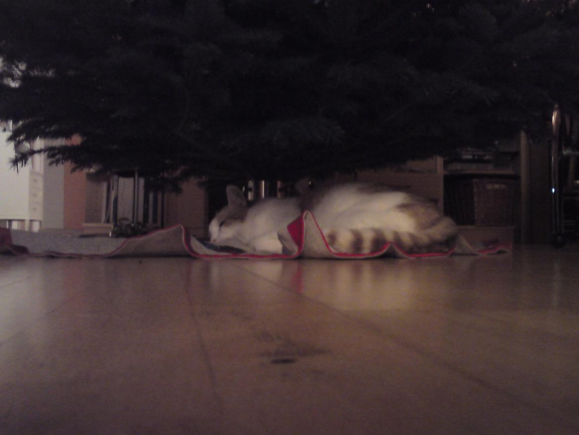 Huskat rasmus billede 12