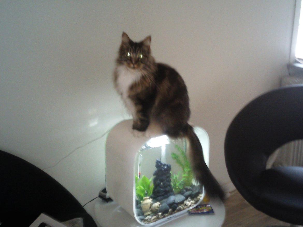 Maine Coon Mads billede 1