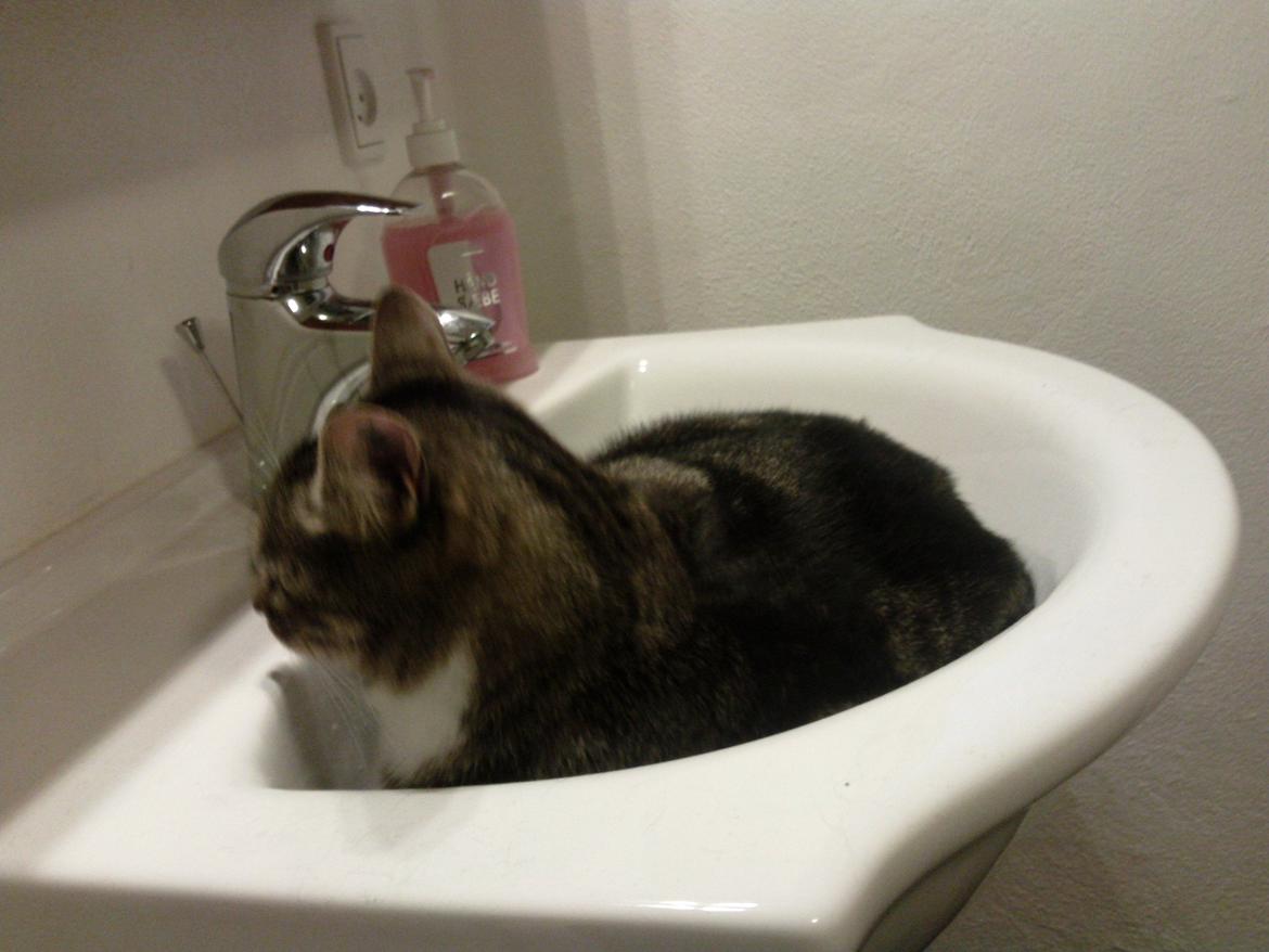 Huskat Monty - her i vasken er det dejligt at slappe af billede 1