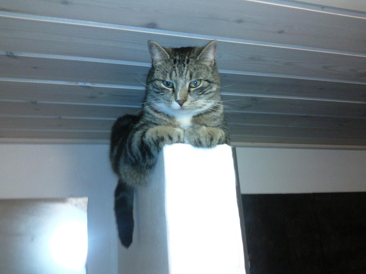 Huskat Monty - heroppe ligger man godt :) billede 8