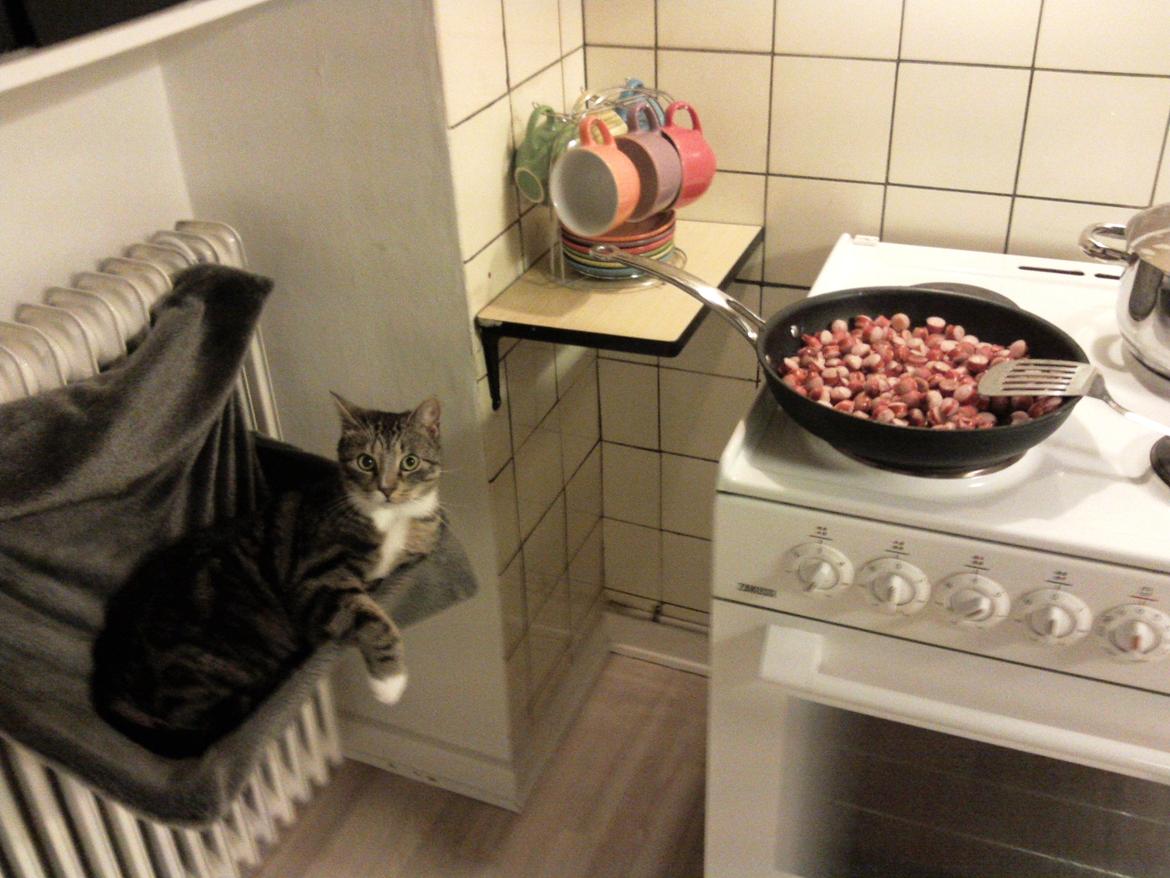 Huskat Monty - en meget opdraget kat der ikke hopper over til maden ;) billede 9