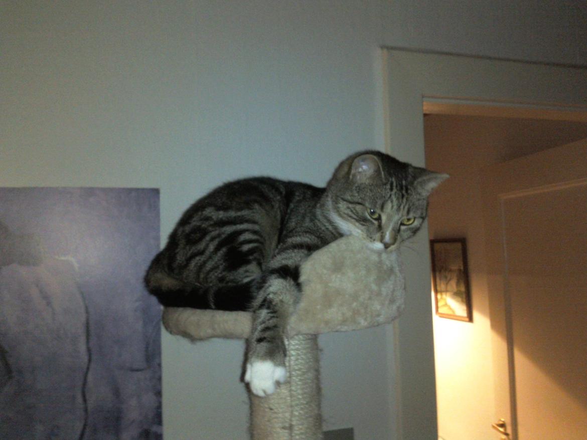 Huskat Monty - slapper lige af billede 10