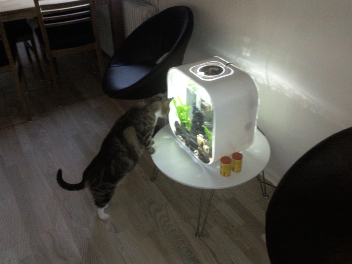 Huskat Monty - det er nogle spændende fisk ;) billede 11