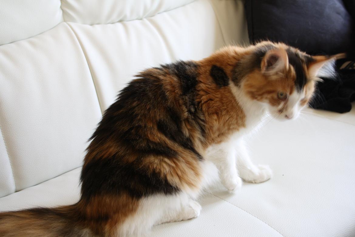 Maine Coon DK Brøderup's Denali "Denali" - Nyeste skud på stammen billede 1