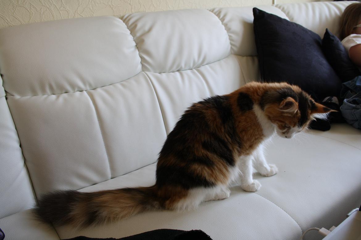 Maine Coon DK Brøderup's Denali "Denali" billede 2