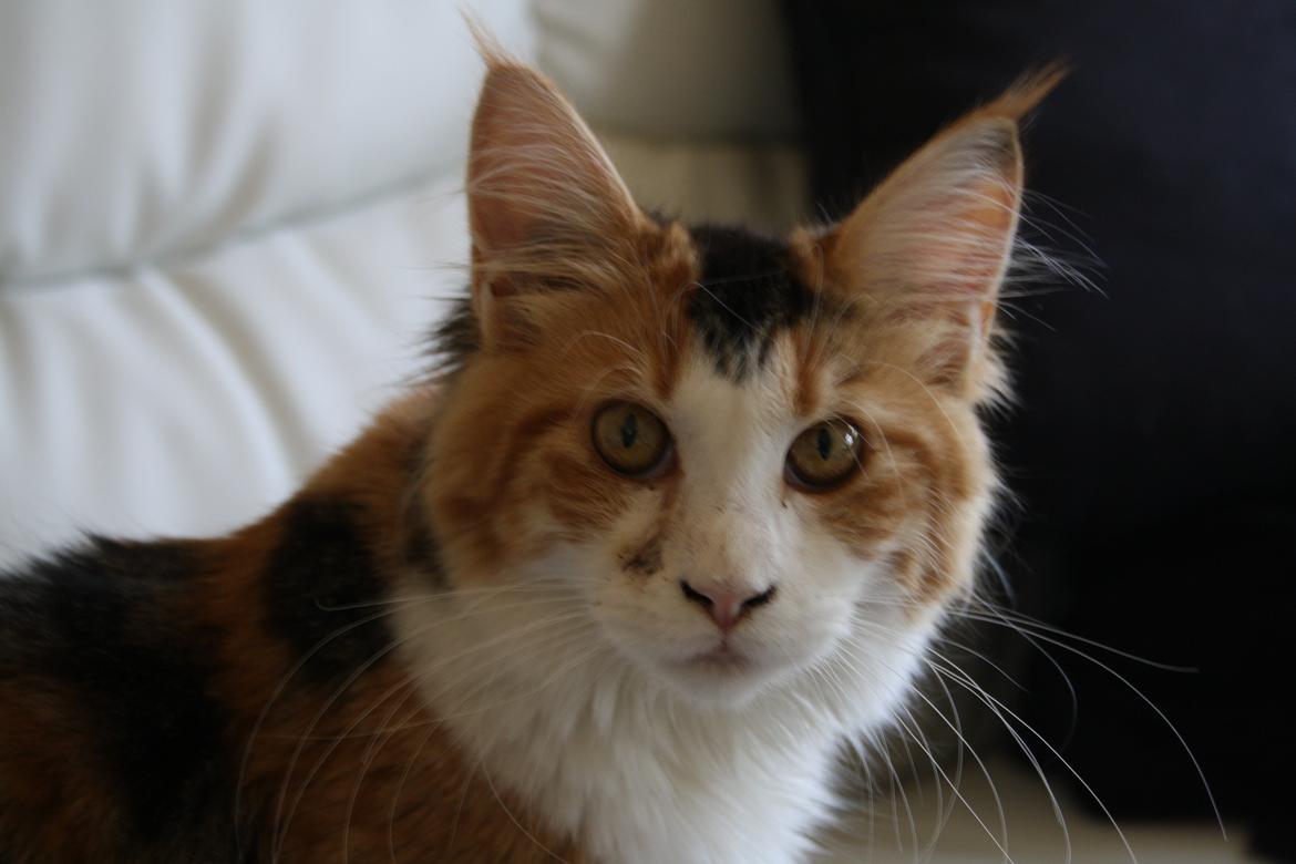 Maine Coon DK Brøderup's Denali "Denali" - Hva laver du mor? billede 3