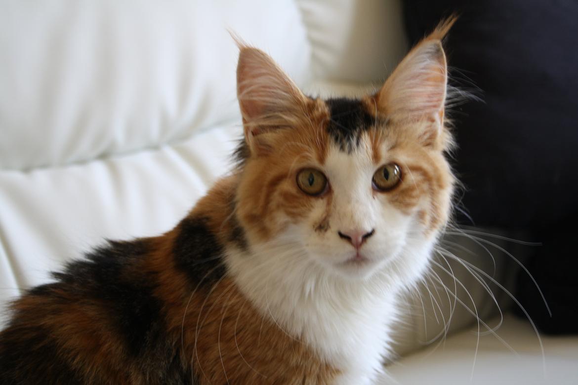 Maine Coon DK Brøderup's Denali "Denali" billede 5