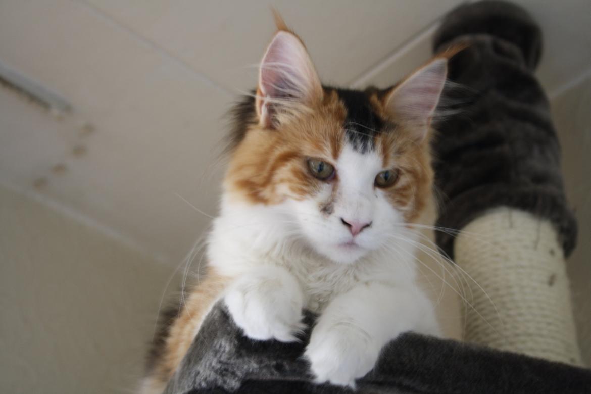 Maine Coon DK Brøderup's Denali "Denali" billede 7