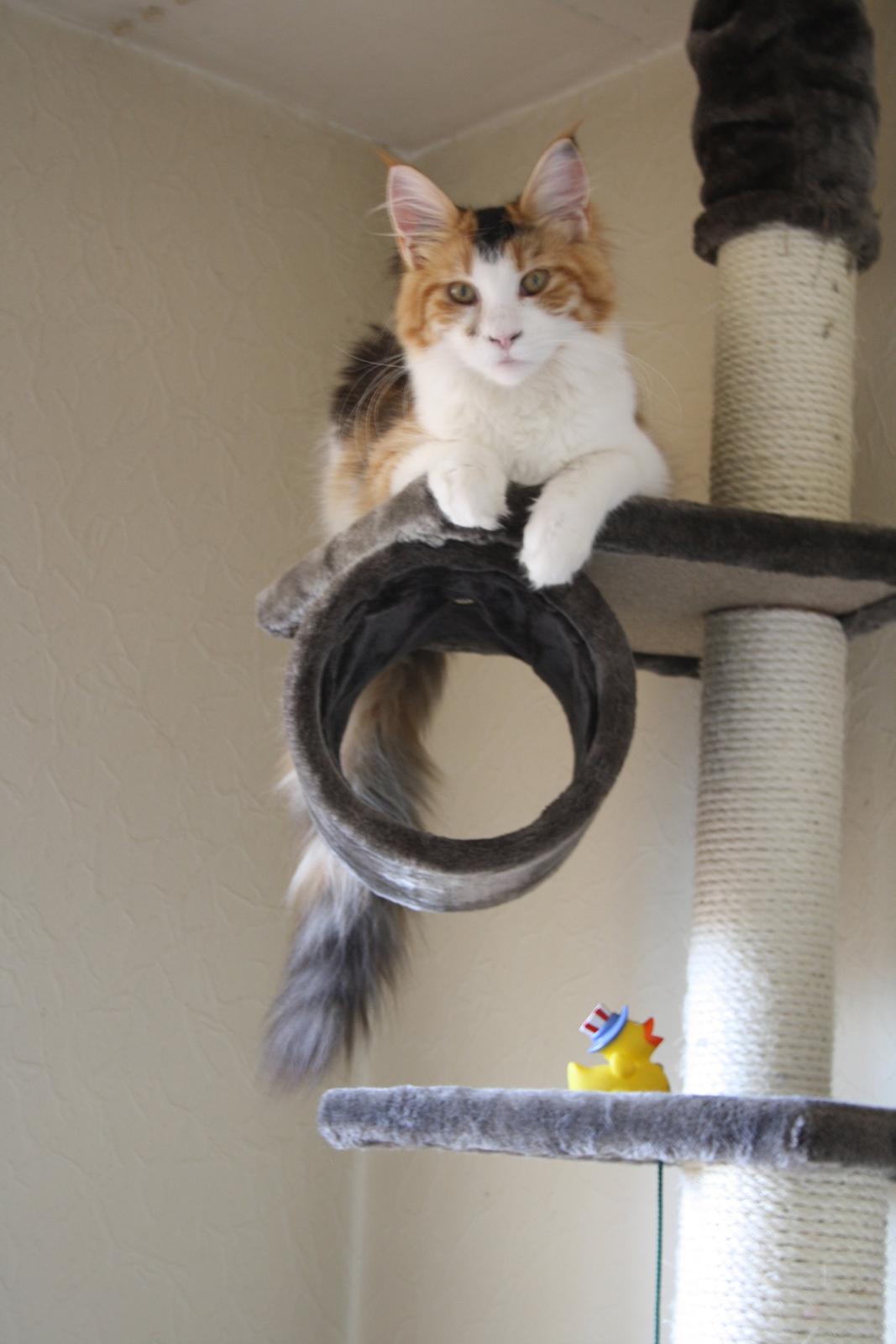 Maine Coon DK Brøderup's Denali "Denali" billede 8