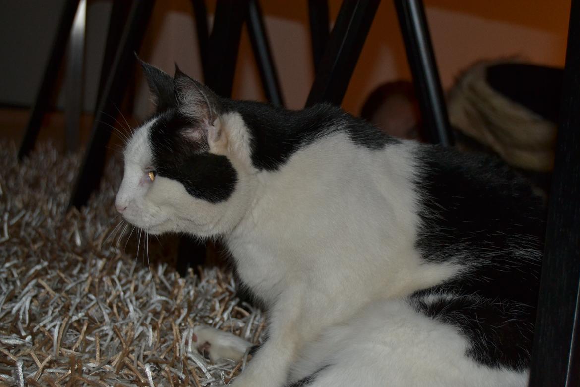 Huskat Plet billede 12