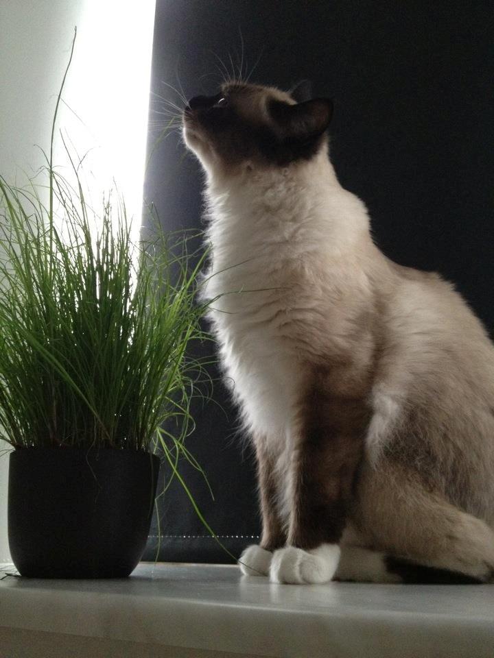 Hellig Birma Leopold - Mmmmh "græs" :D billede 1