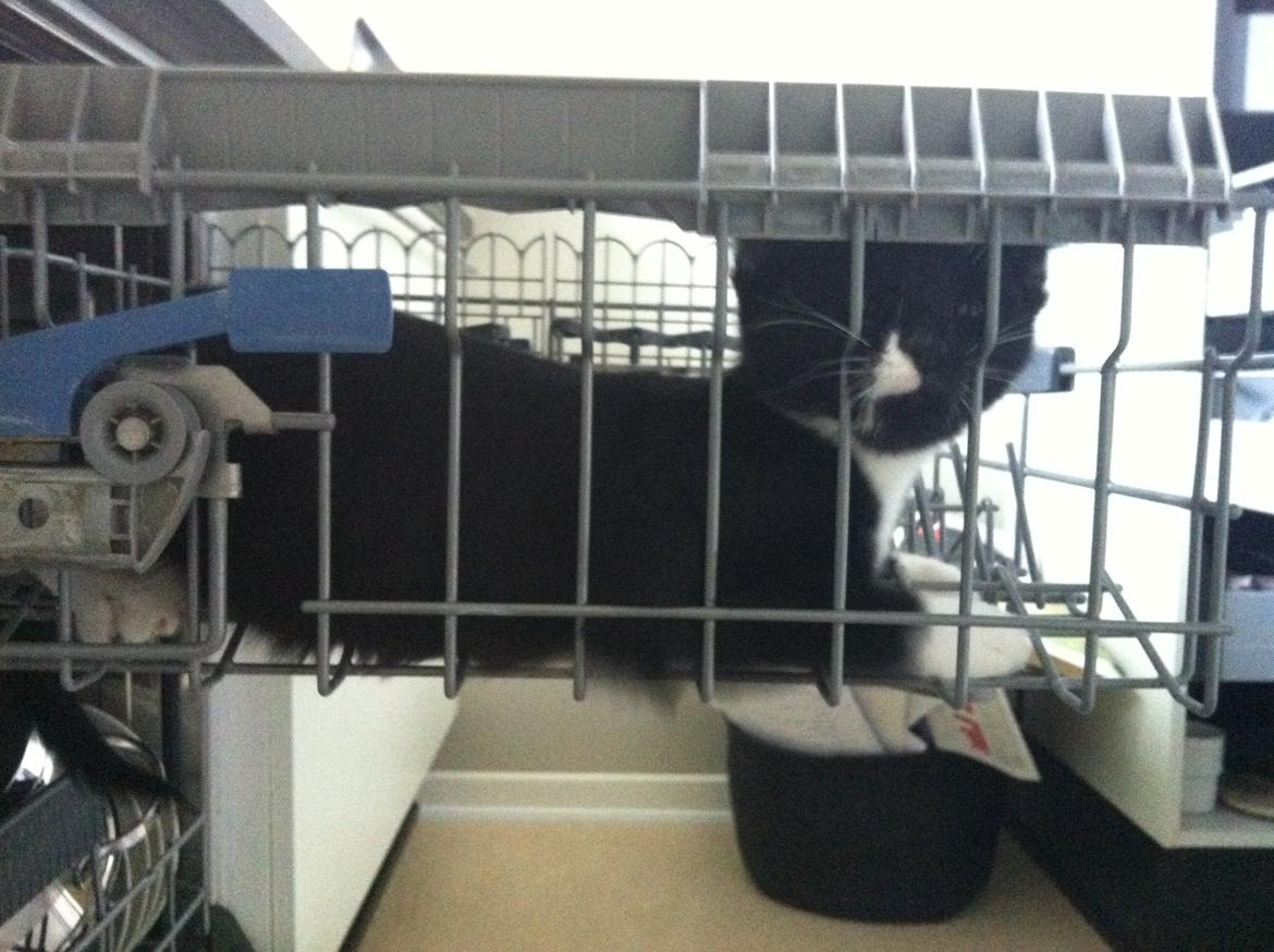 Blanding af racer Neo billede 11