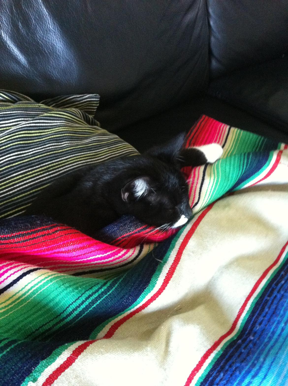 Blanding af racer Neo billede 13