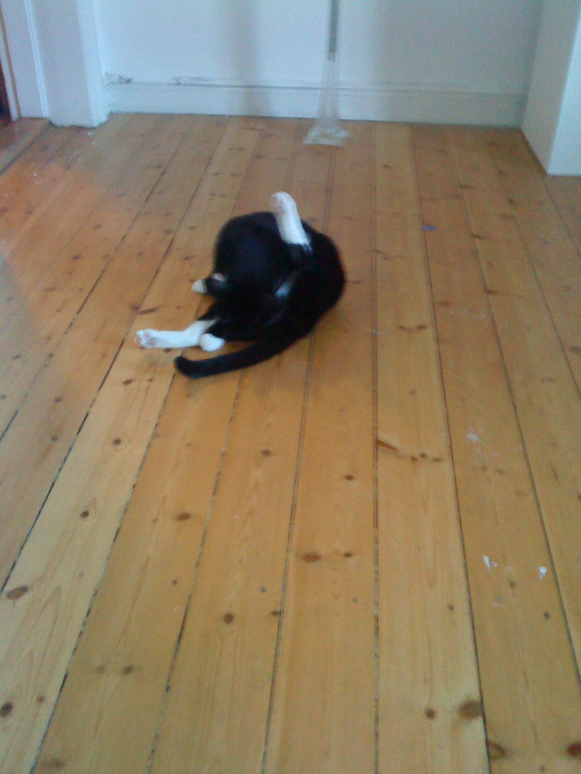 Huskat Filippa - Man var ikke helt ren:) billede 9