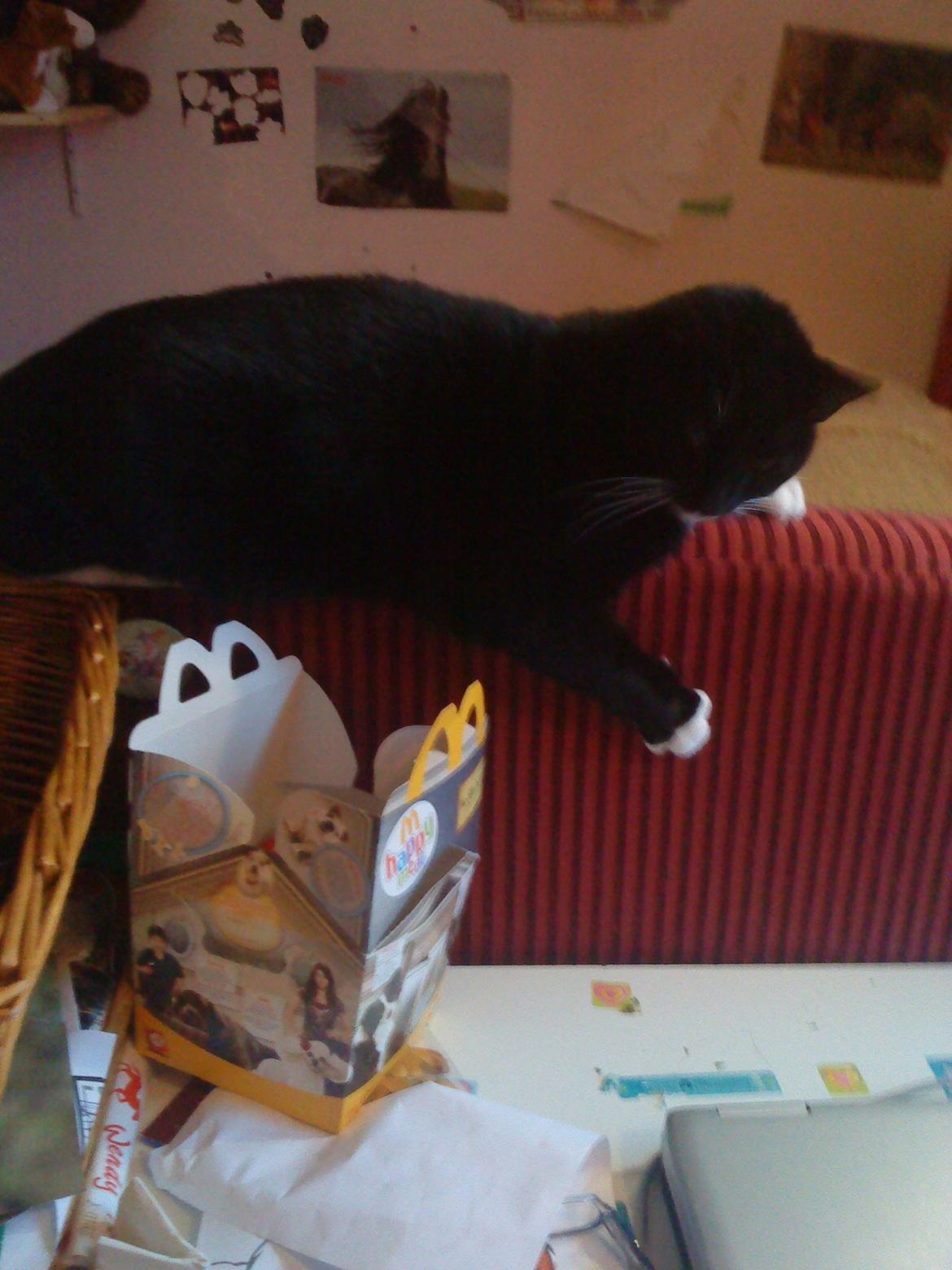 Huskat Filippa billede 7