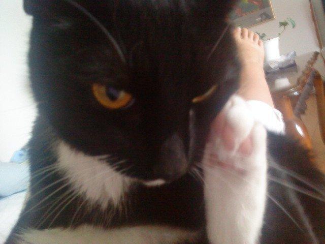 Huskat Filippa billede 11