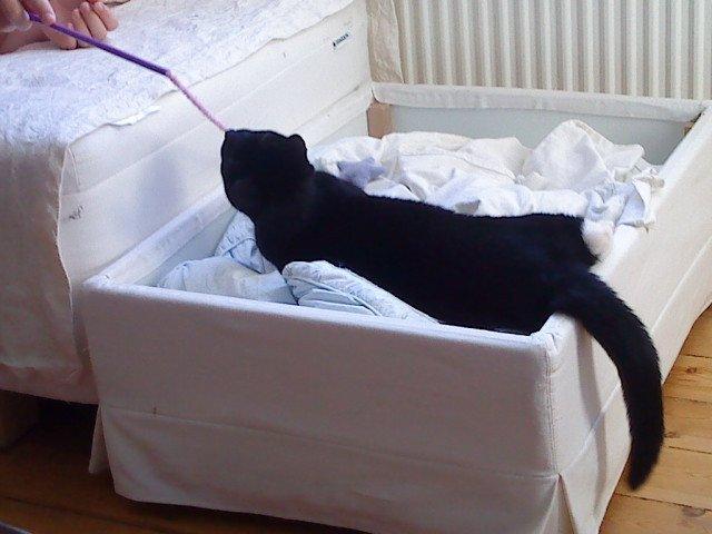 Huskat Filippa - Vi leger billede 12