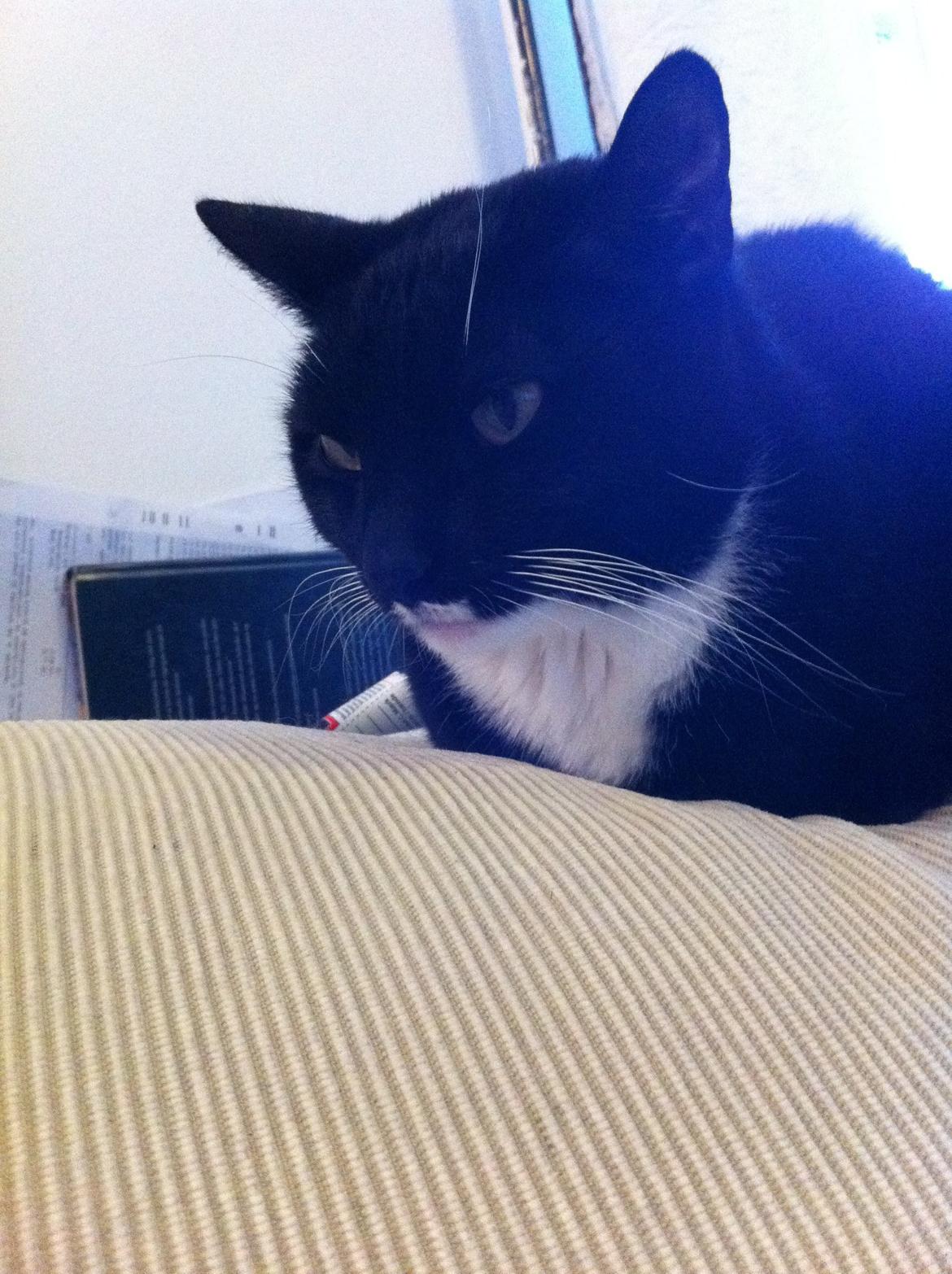 Huskat Filippa billede 2