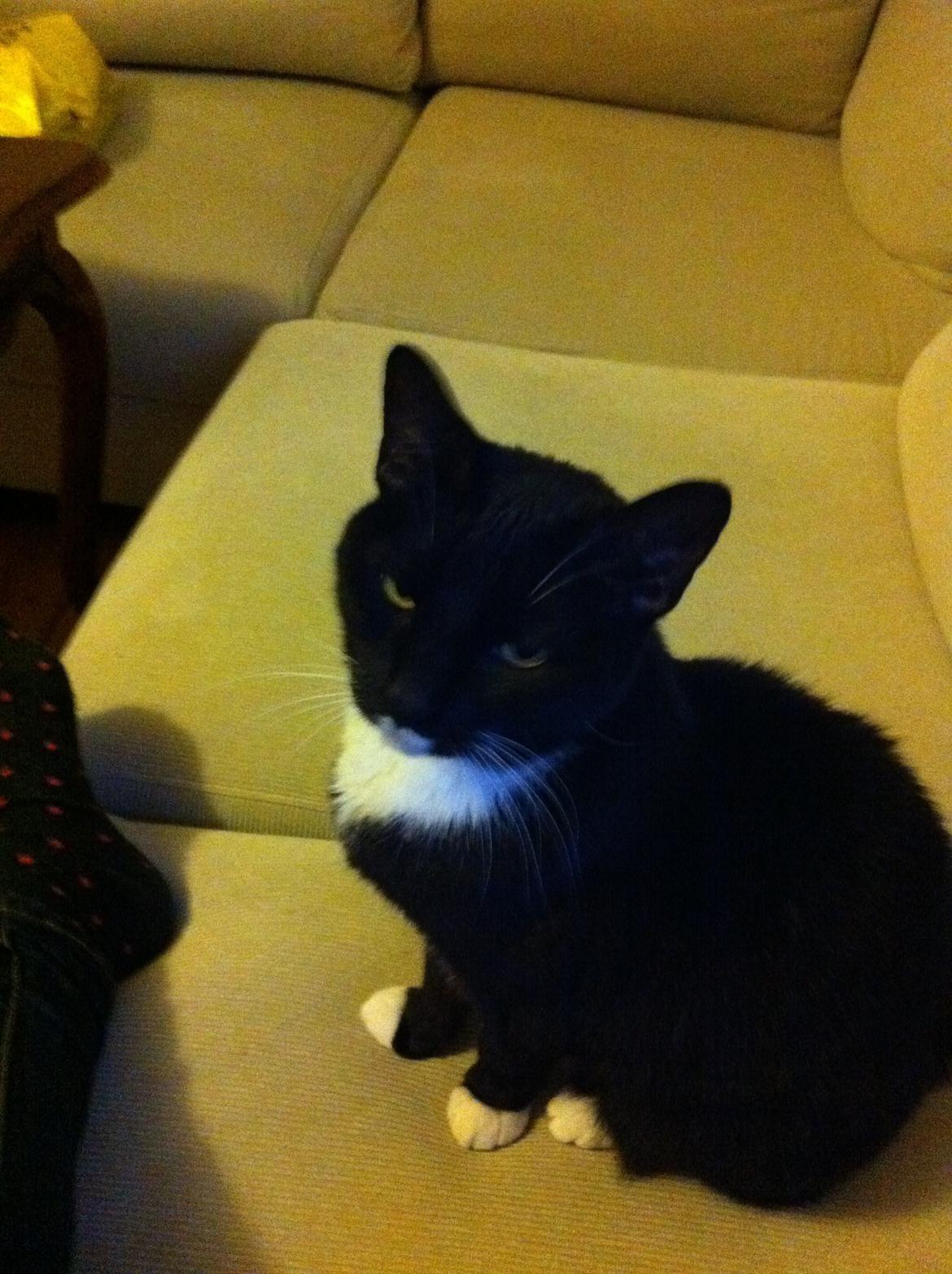 Huskat Filippa billede 1