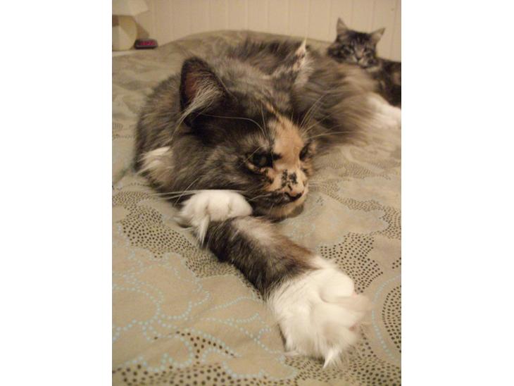 Maine Coon Struves Tilia billede 1