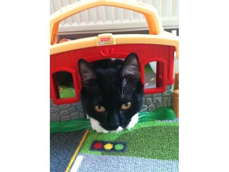 Blanding af racer Elliott - Hestestald til katte? billede 1