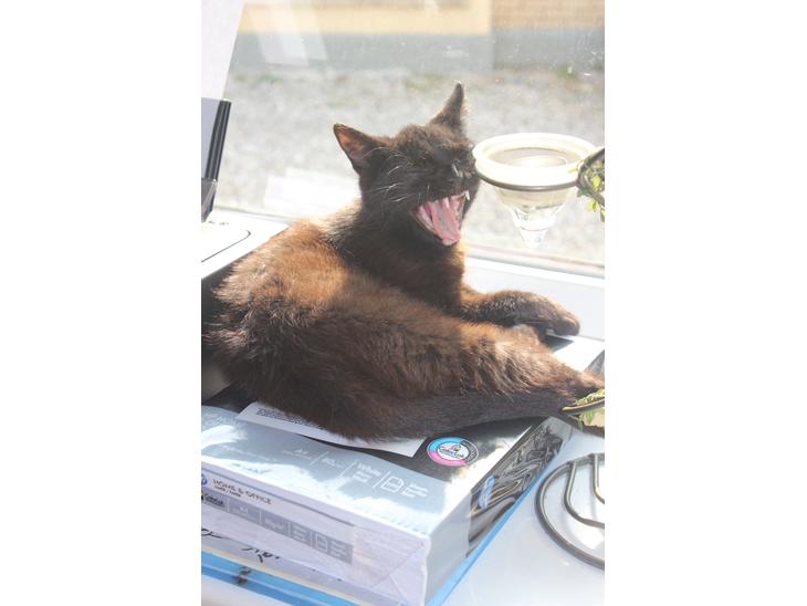 {{currentPhoto.altText}} billede {{currentPhoto.number}}