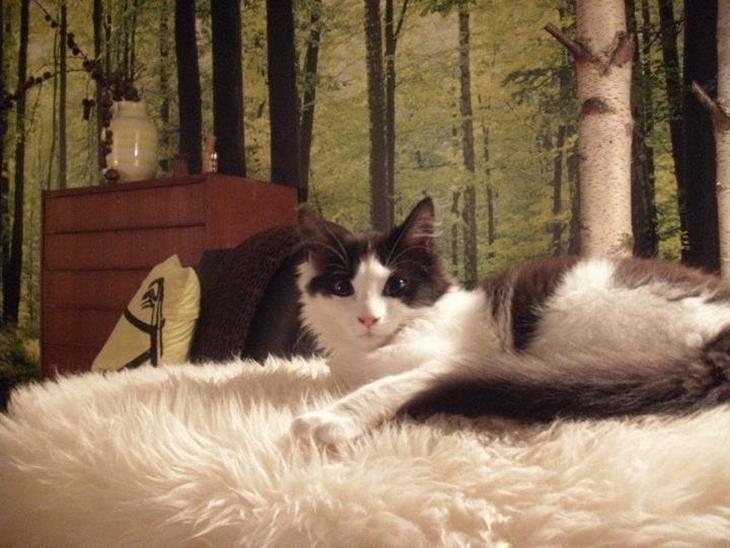 {{currentPhoto.altText}} billede {{currentPhoto.number}}