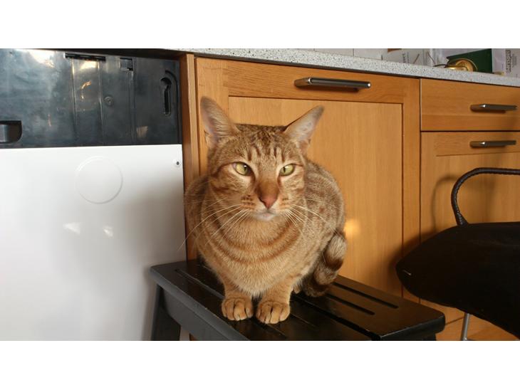 Ocicat DK Betonica's Samson ''Ozzy'' billede 1