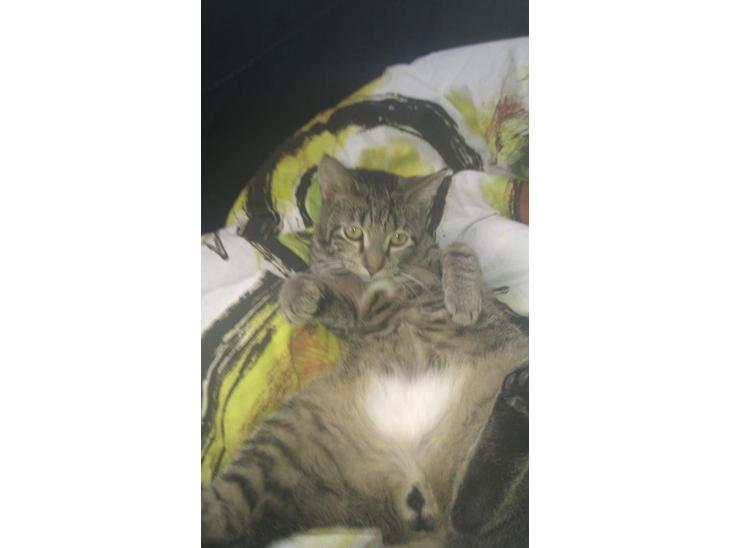 Huskat Leo - Ligger dejligt :D billede 1