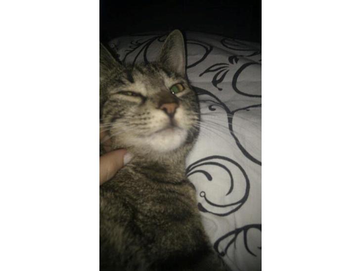 Huskat Sussi billede 1