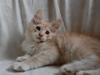 Maine Coon Neelix