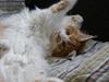 Maine Coon Light Fantastic of Vingilot * CZ