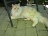 Maine Coon Struves Manuel, over regnbuen [ Himmelkat]