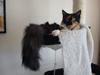 Maine Coon Damen