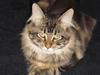 Maine Coon Cholié