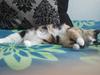 Huskat Molly