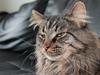 Maine Coon muffe