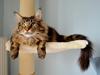 Maine Coon AnkiCoon's 57 Chevy - "Theo"