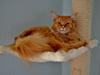 Maine Coon AnkiCoon's Hot Pepper - "Toby"