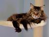 Maine Coon AnkiCoon's Body Tequila - "Tallulah"