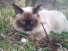 Ragdoll Blue