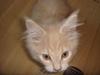 Maine Coon Midas