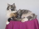 Maine Coon minnie