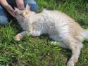 Maine Coon Oliver