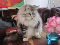 Maine Coon barco