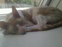 Cornish Rex Nico