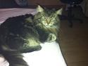 Maine Coon Las Vegas