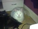 Maine Coon White Ghost